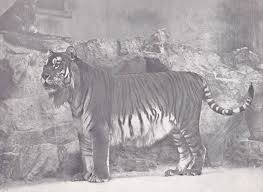 C:\Users\ERKAN\Pictures\Panthera tigris virigata.png