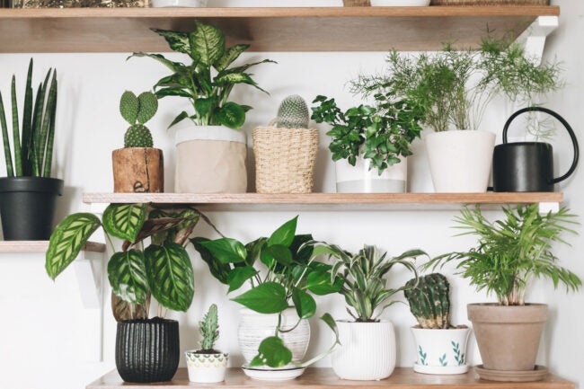 The Dos and Don'ts of Watering Houseplants in Pots with Drainage Holes