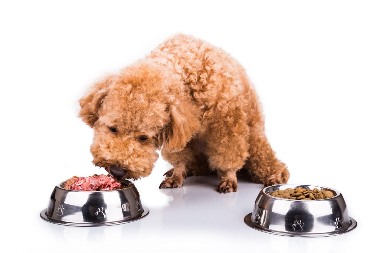What's Better: Wet or Dry Dog Food? 