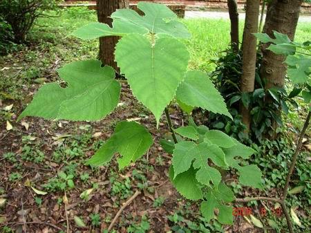 http://sowhc.sow.org.tw/html/observation/plant/a01plant/a10103go-su/m206.JPG