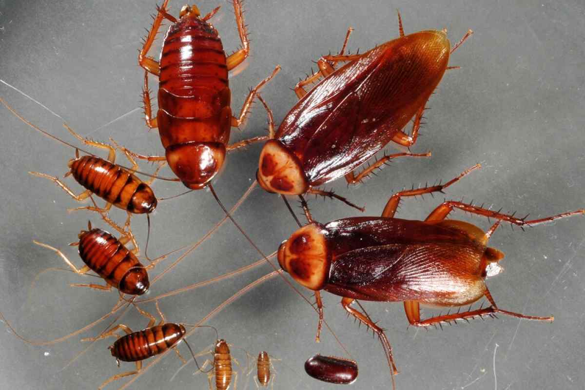 Do Cockroaches Sleep