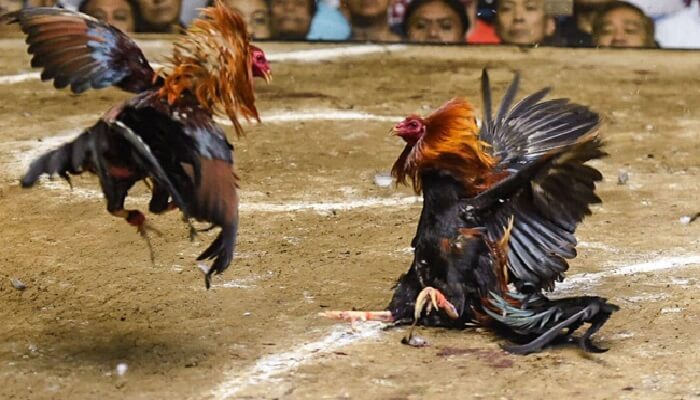 nhà cái đá gà AE888