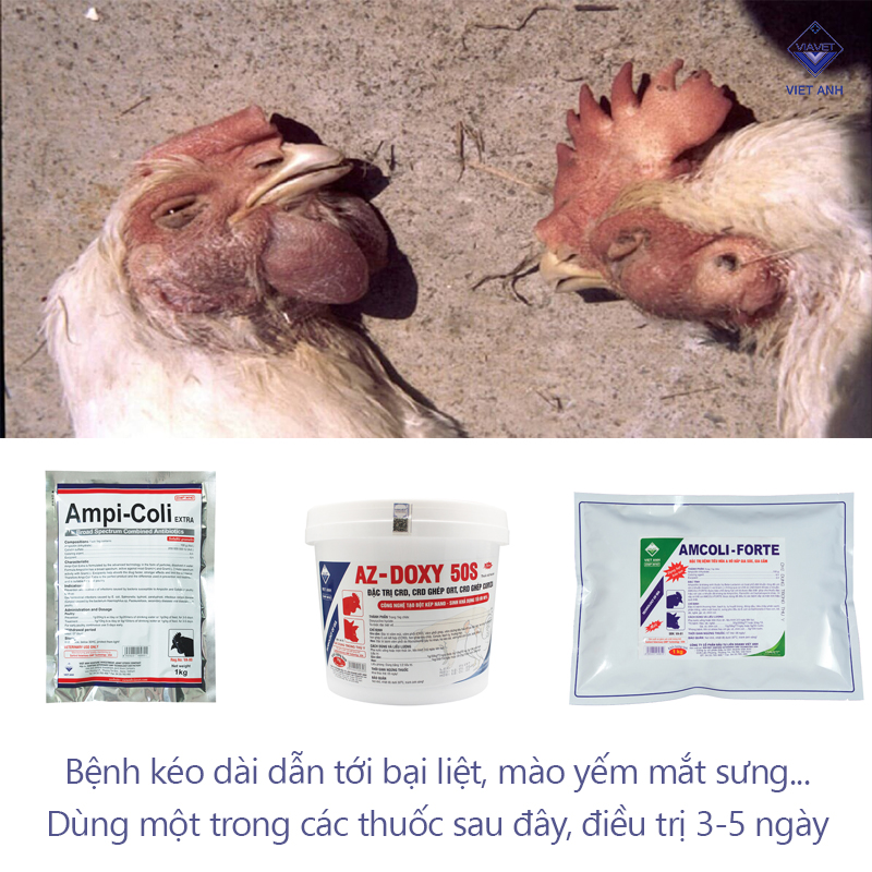 điều trị Bệnh tụ huyết trùng - Bệnh ở gà lúc giao mùa