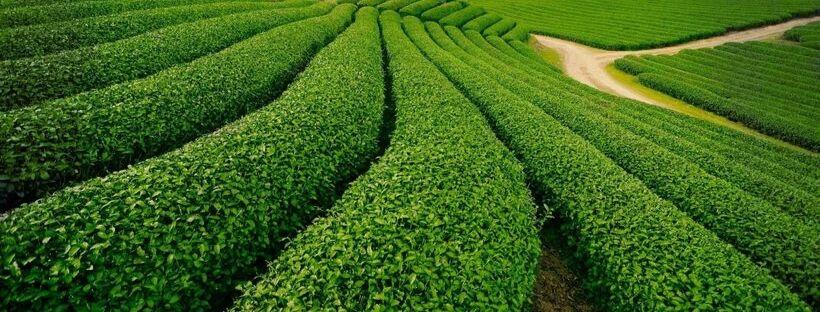 Colline de thé Dong Giang Colline de thé Dong Giang