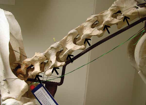 The transverse processes of the cervical vertebrae are palpable and the facet joint is located above the caudal extent of the transverse process