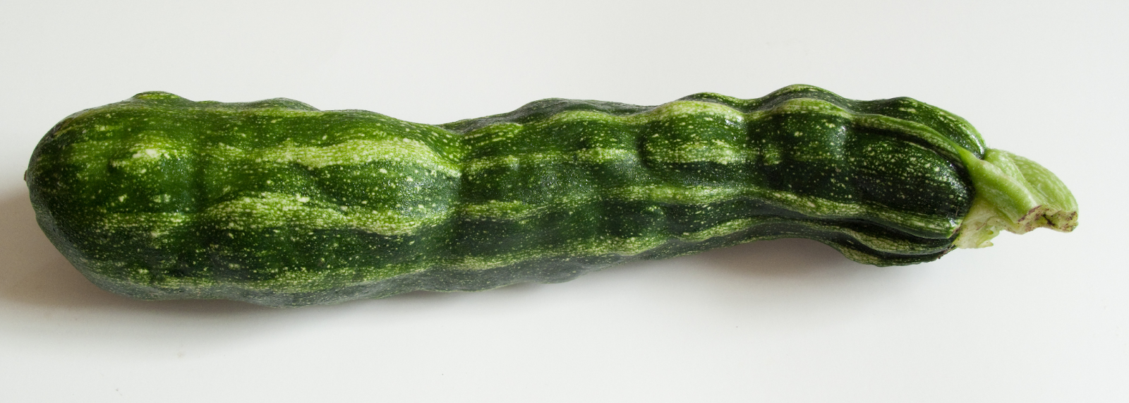 Close-up of a bumpy zucchini with irregularities on the surface, possibly due to environmental stress, pollination issues, or pest infestation