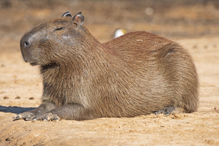 How Big Can Capybaras Get