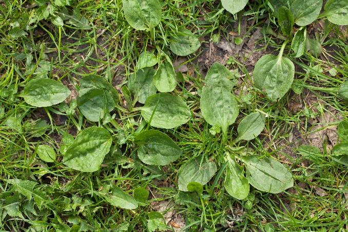 Afbeelding met gras, buiten, groen, plant

Automatisch gegenereerde beschrijving