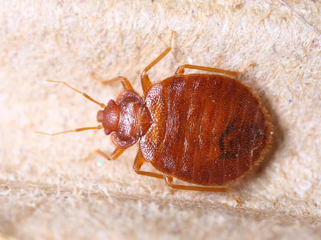 Close up of cimex lectularius, a bed bug, on corrugated recycle paper.