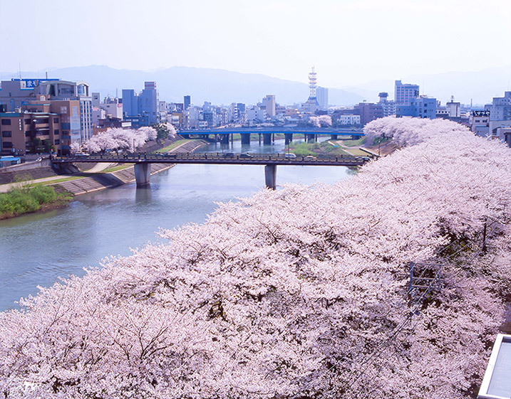 足羽川の桜並木.jpg