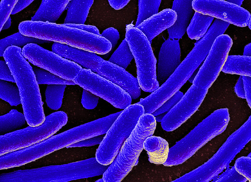 Bacilos de cor azul aglutinados