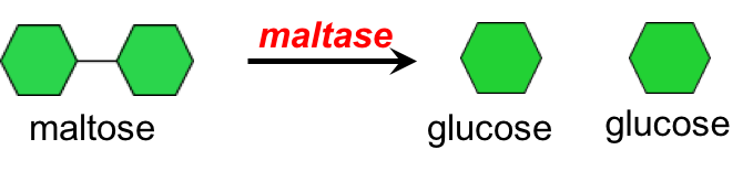 Digestion and Absorption of Carbohydrates