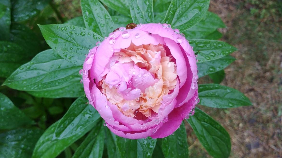 Local Flower Shops- SnapBlooms.com