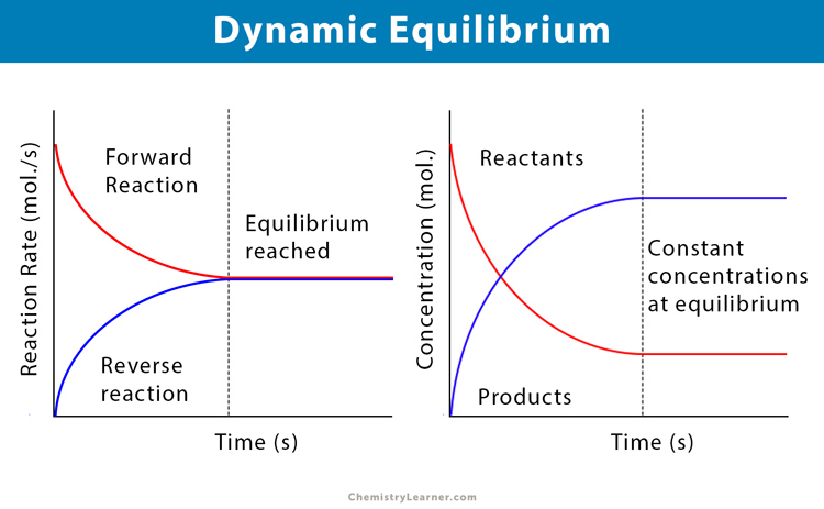 Dynamic Equilibrium: Definition and Examples