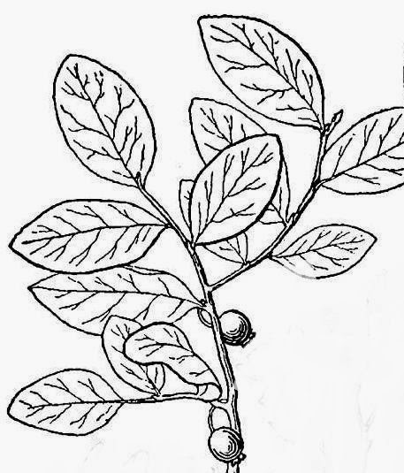 Vaccinium ovalifolium.jpg