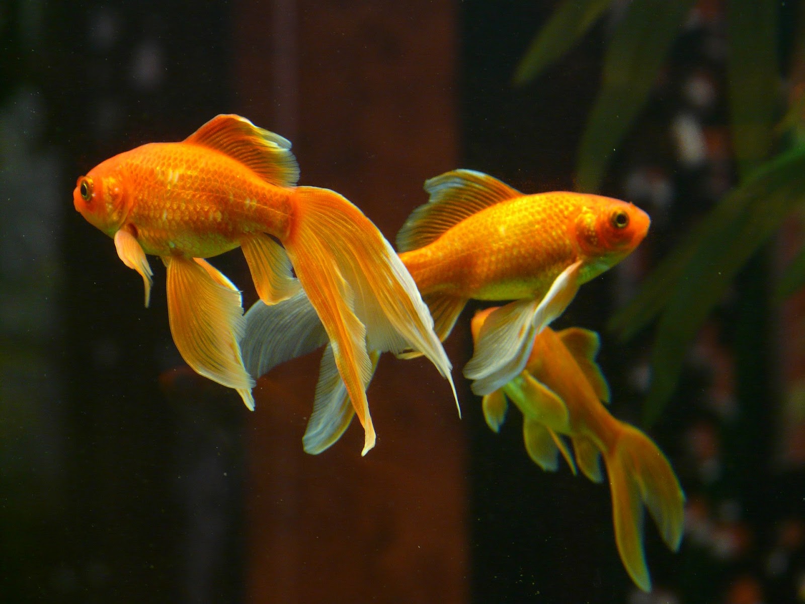Multiple veiltail goldfish