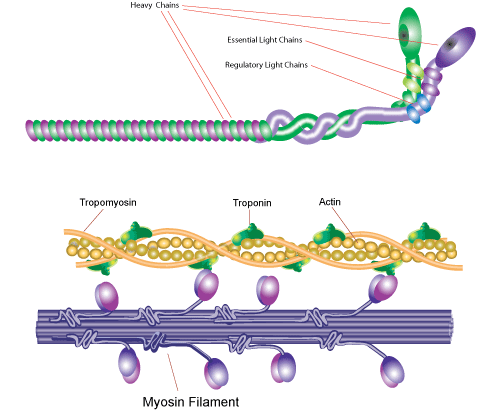myosin light chain에 대한 이미지 검색결과
