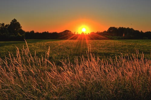 Free Brown and Green Grass Field during Sunset Stock Photo