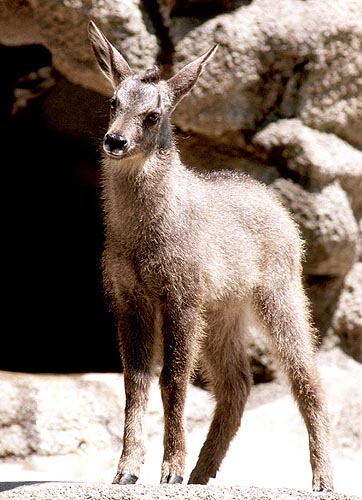 Young Chinese goral