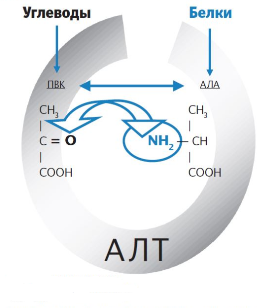 Аланинтрансаминаза (алт). Аланинаминотрансфераза (алт, алат). Аланинаминотрансфераза строение. Алт фермент биохимия.