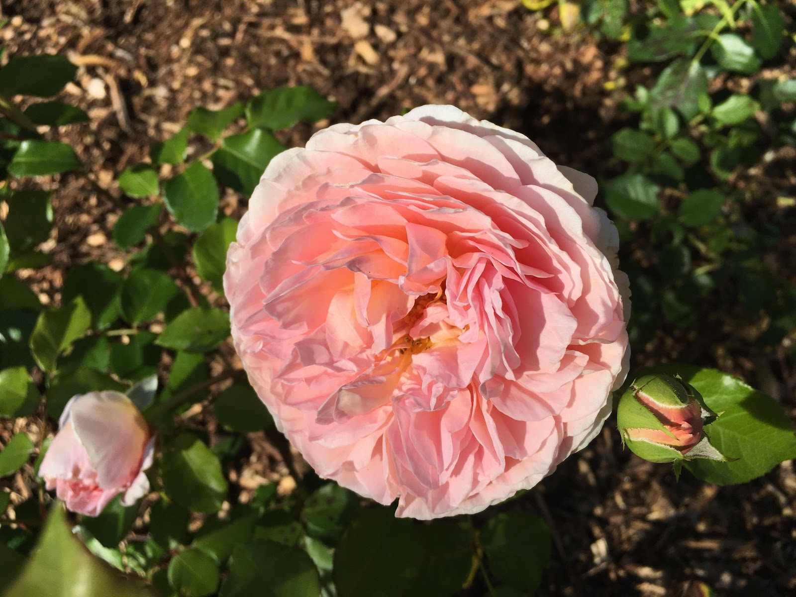 Abraham darby rose discontinued