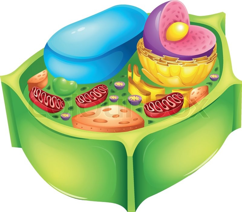 Image result for plant cell without information