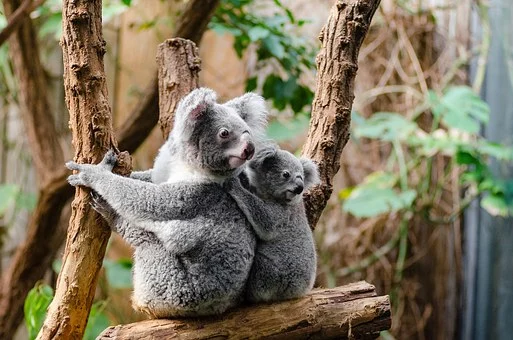 two koalas on tree
