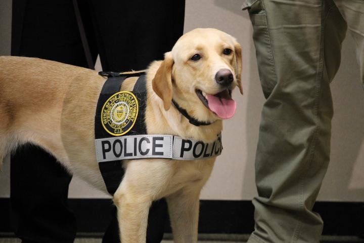 Image result for police dog labrador retriever