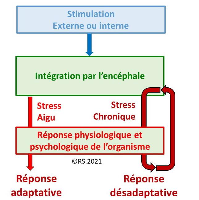 Stress : L'organisme s'adapte