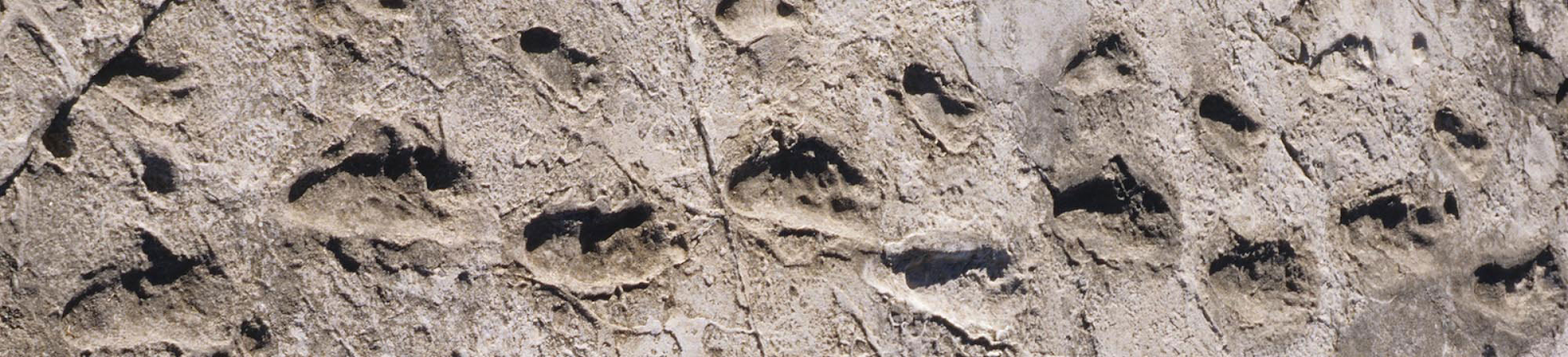 Primeiros passos deixados pela humanidade, há 3,66 milhões de anos, encontrados em Laetoli, Tanzania.