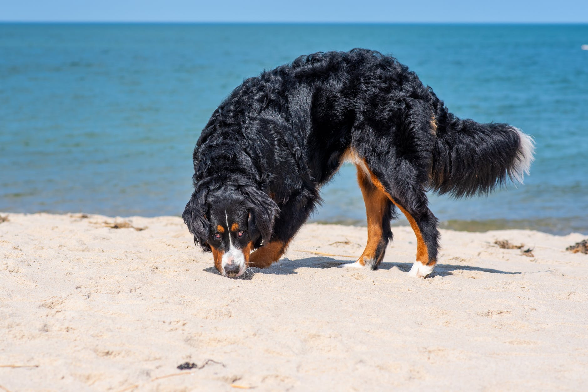 large black dog digging a hole at the beach 