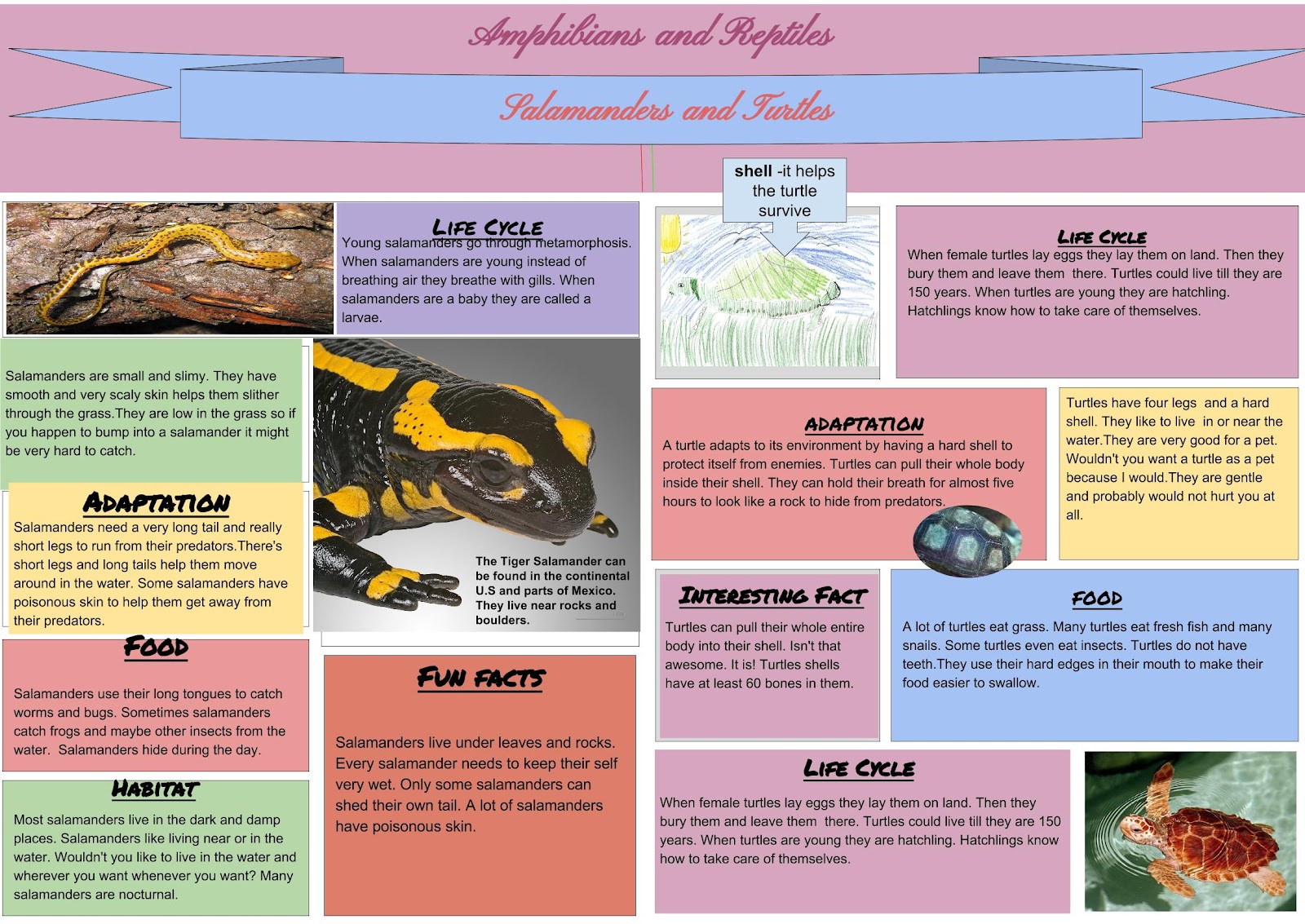 Infographic  Salamanders and Turtles.jpg