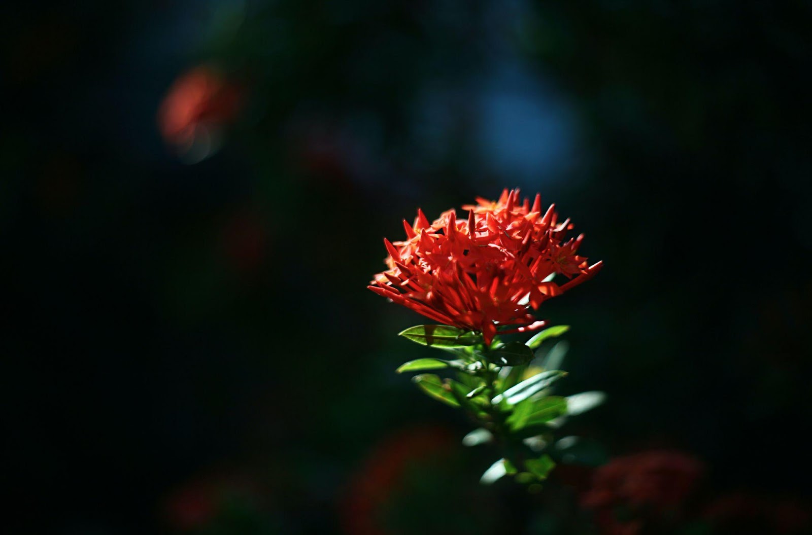 Ixora coccinea