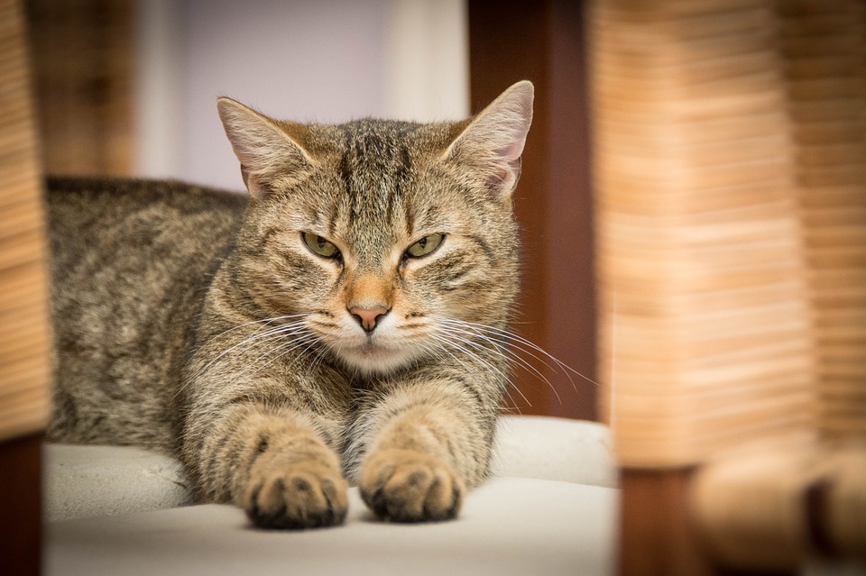 At the Fence Puuurrrrfect Home Tips For Indoor Cats