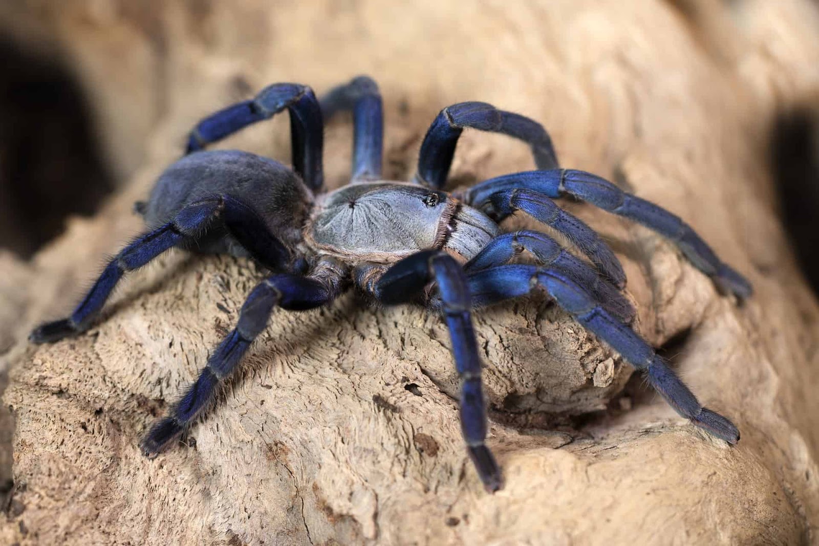 Tarantulas