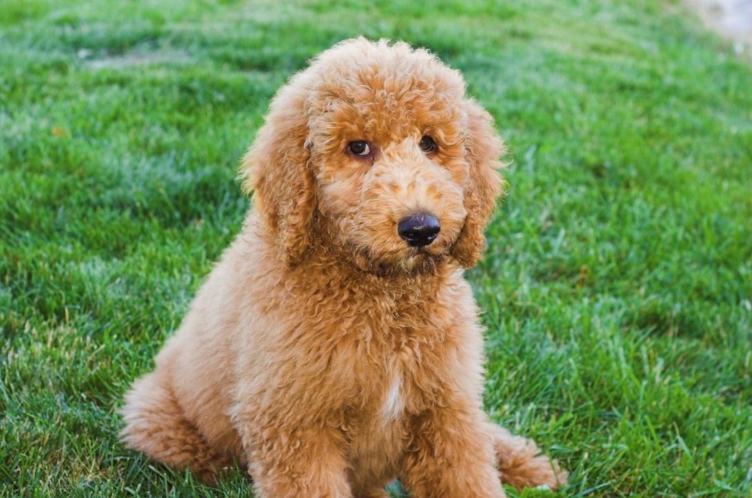 less expensive hypoallergenic dogs