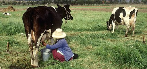 Producción animal | FAO | Organización de las Naciones Unidas para la  Alimentación y la Agricultura
