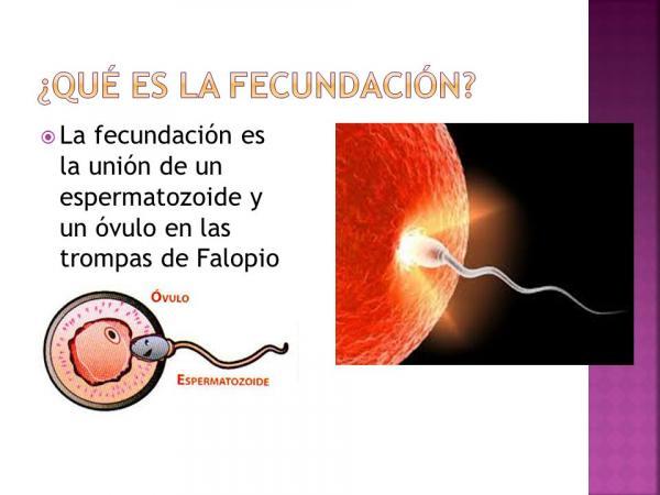 Fases de la fecundación - ¡¡RESUMEN CORTO!!