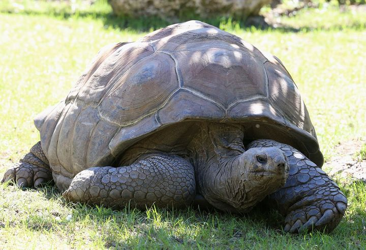 11. Aldabra Tortoises (187 years)