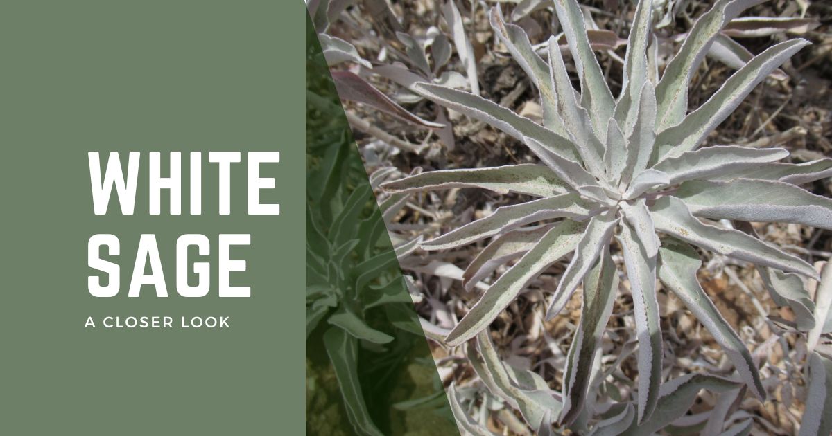 White Sage: A Closer Look