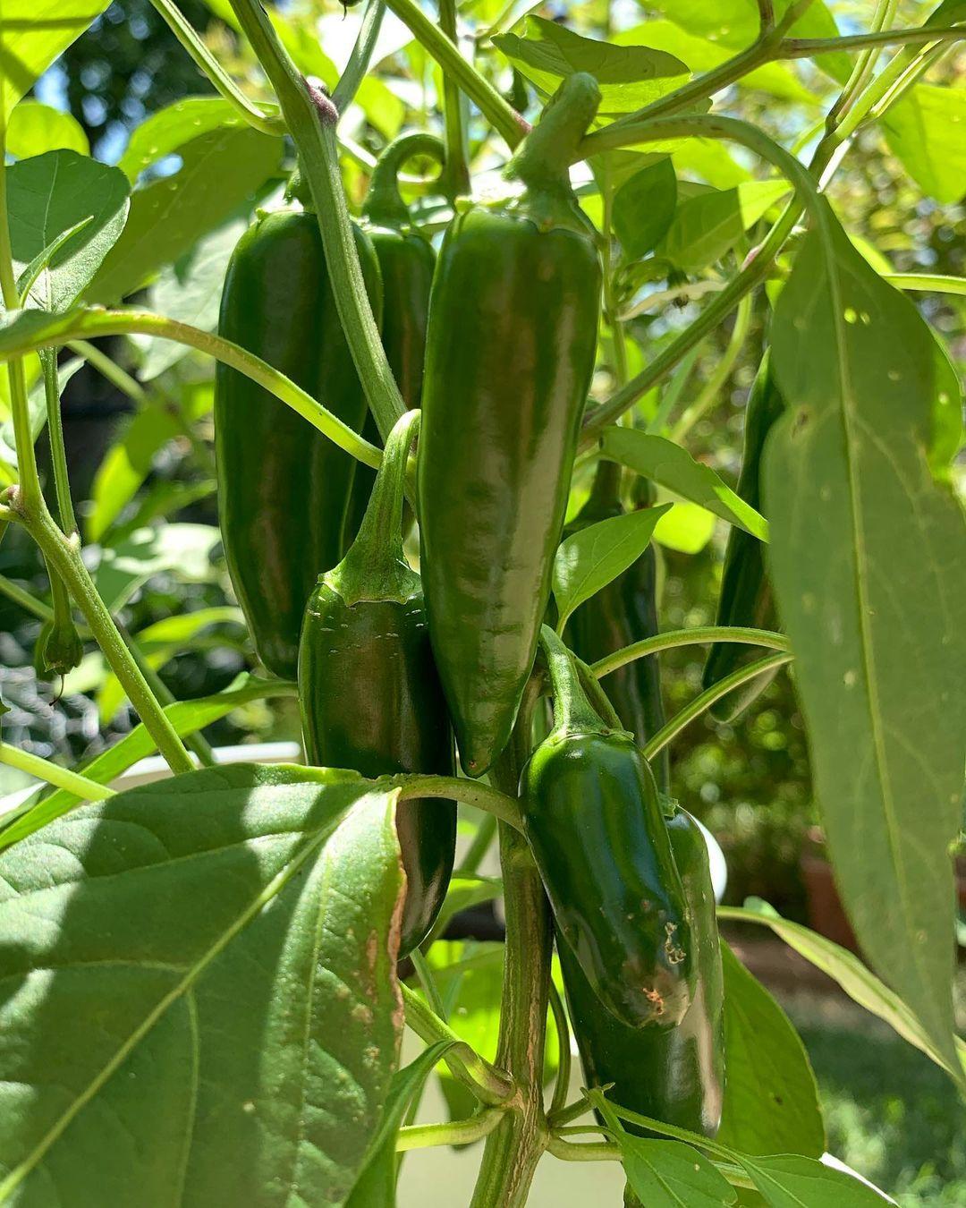 15+ Best Peppers to Grow for Salsa (Hottest Peppers with Pictures)