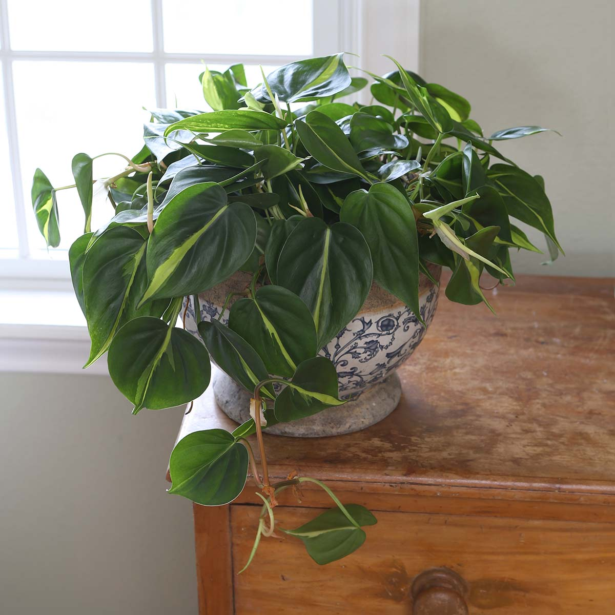 Tanaman Philodendron