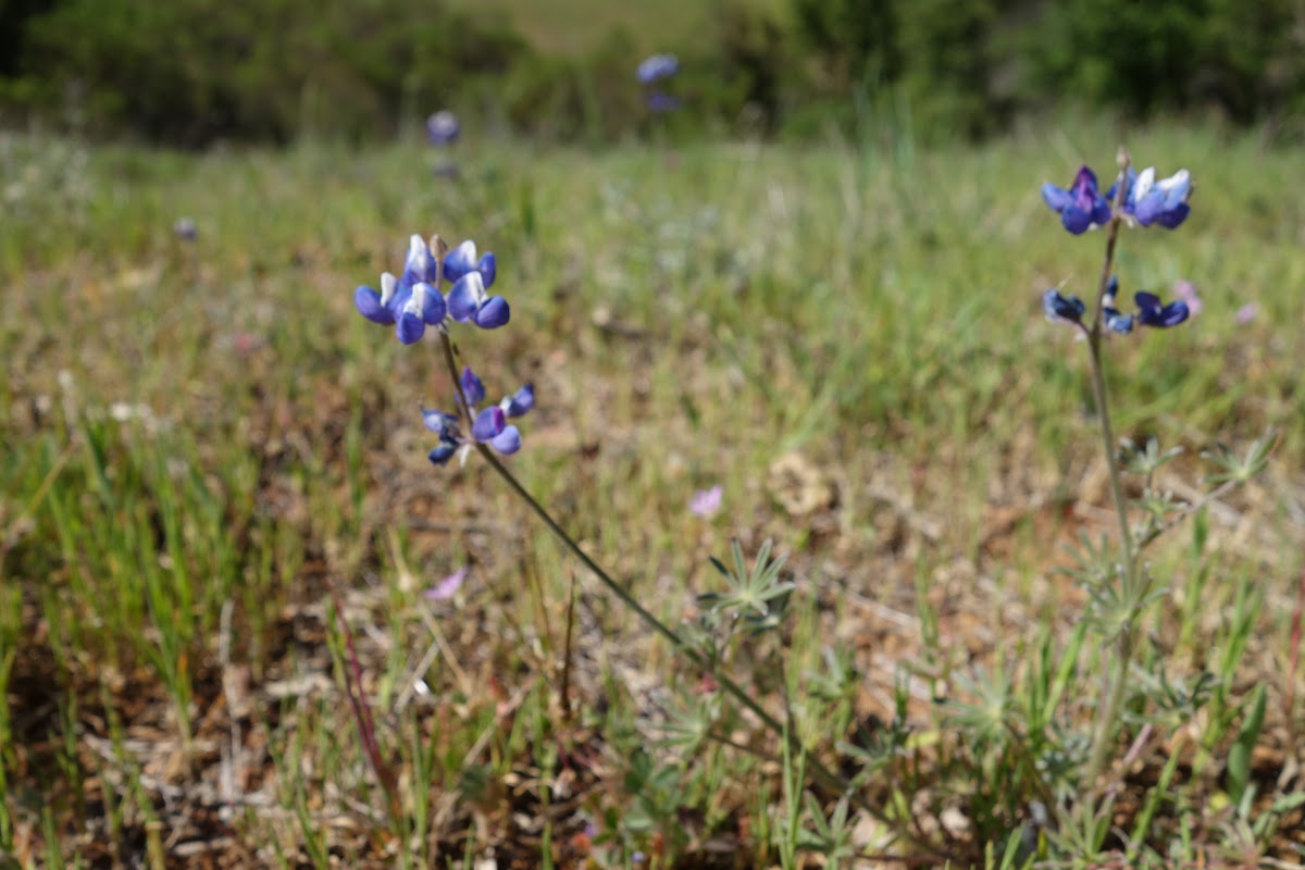 Lupinus bicolor