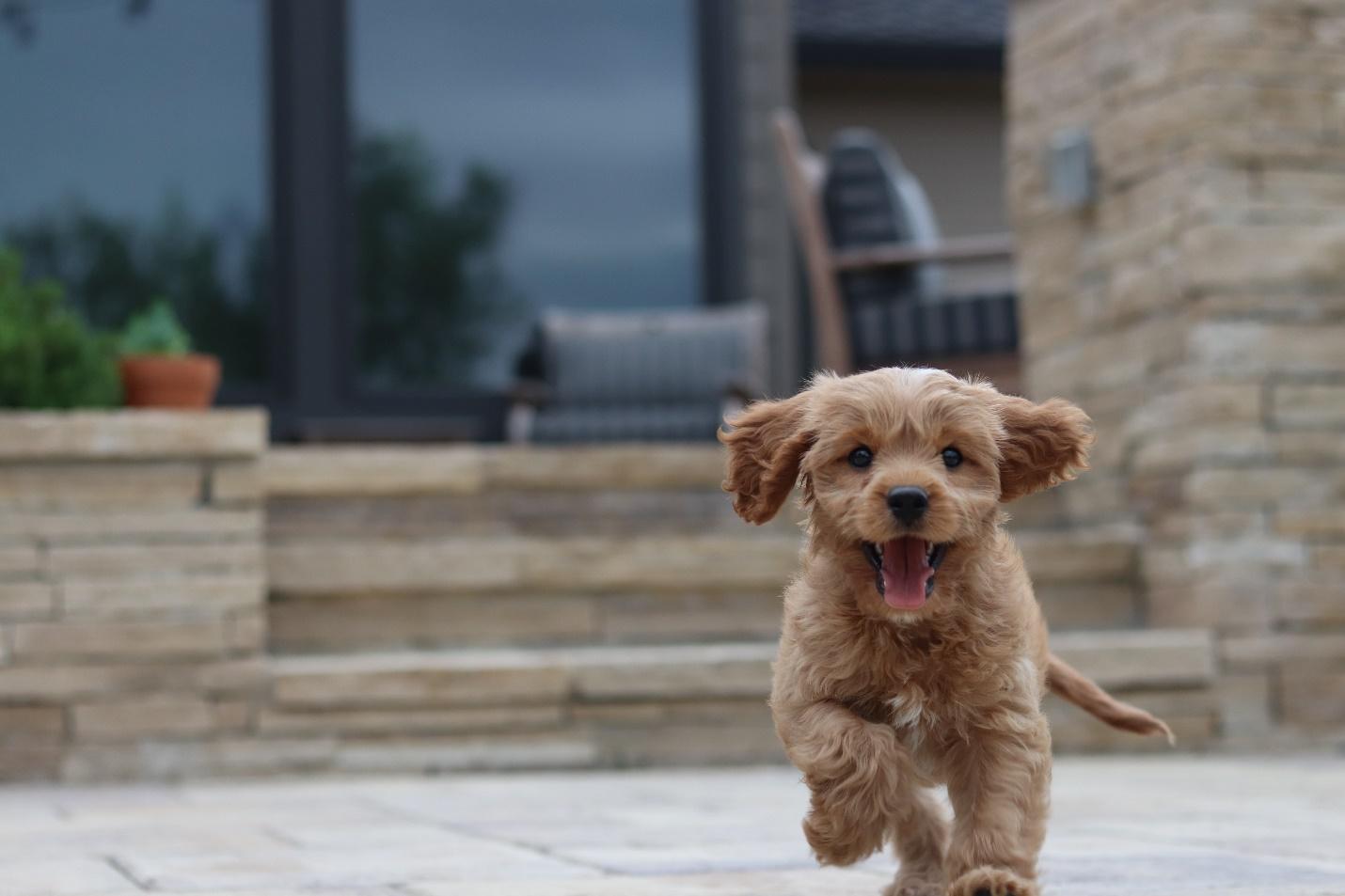 A brown puppy running outdoors.