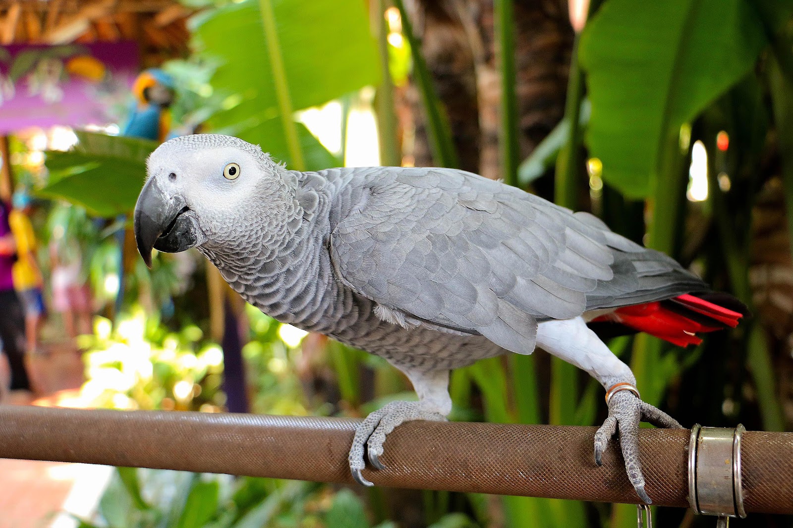 Image result for bird