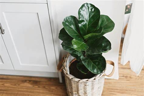 Best Soil for Fiddle Leaf Figs to Thrive 2022