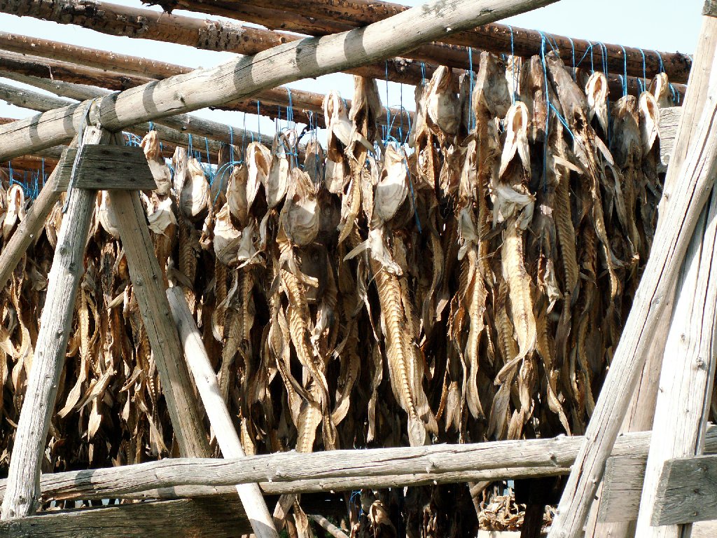 Fish being dried. 