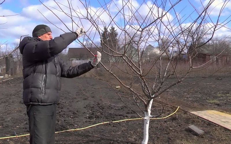 Когда лучше обрезать сливу?