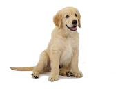 plurales - dogs