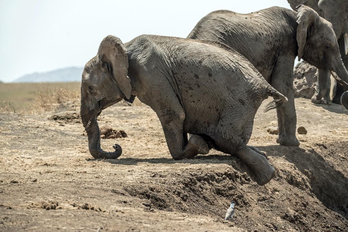 A mother and baby elephant walking in the dirt

Description automatically generated